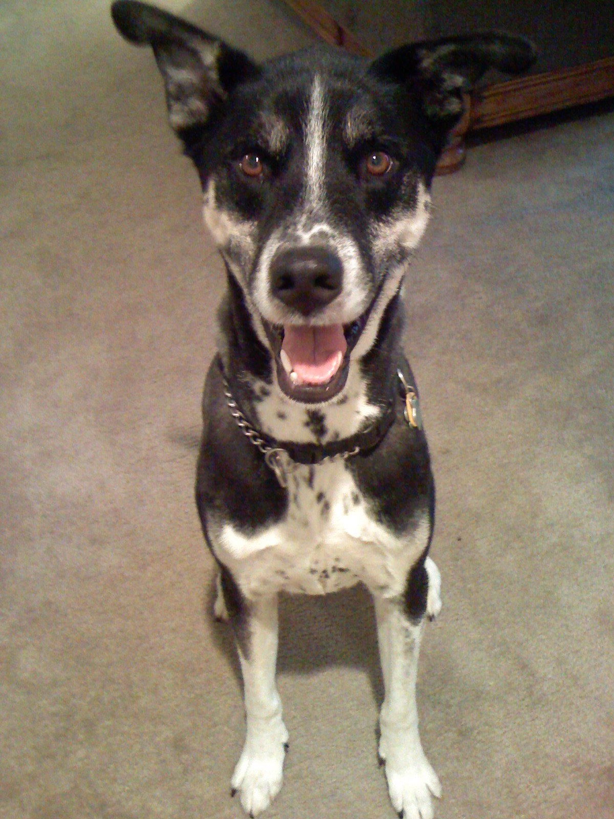 Animals 001.jpg