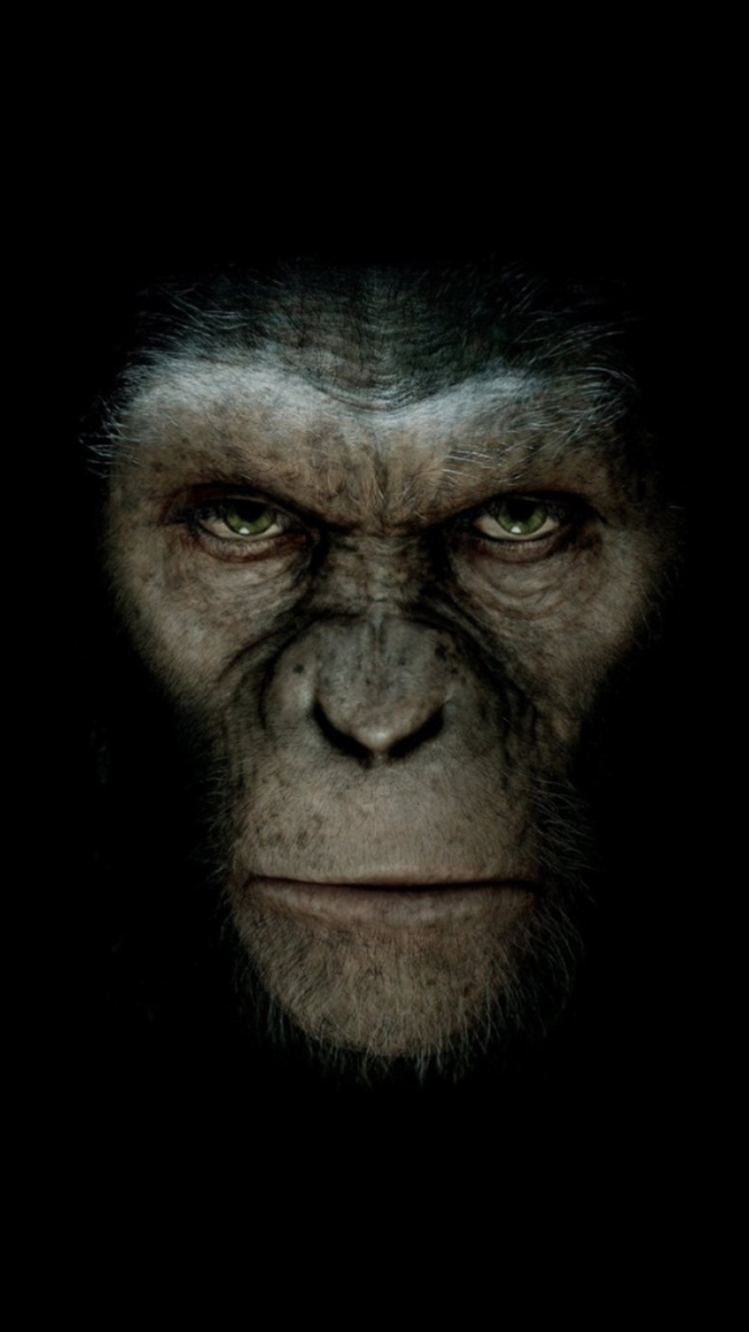 Ape.jpg