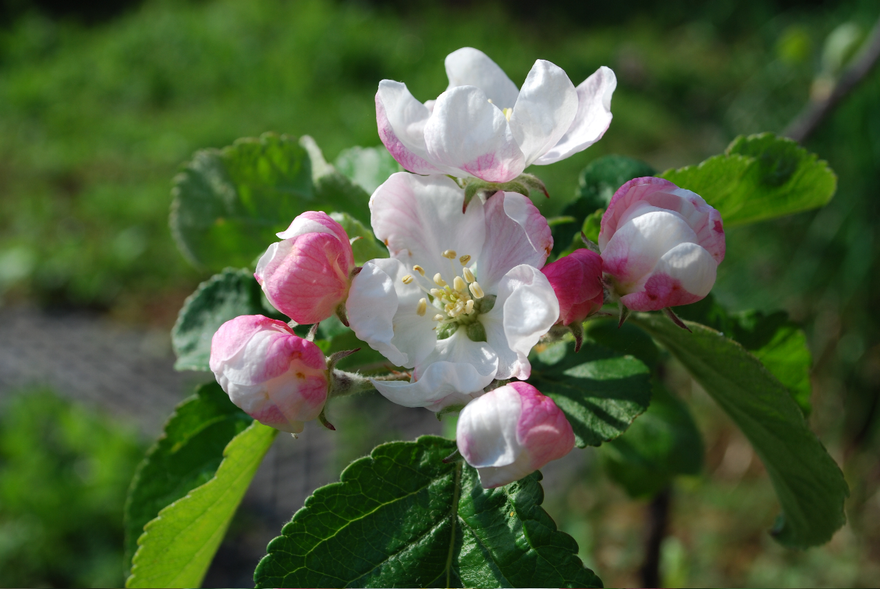 apple blossom.jpg