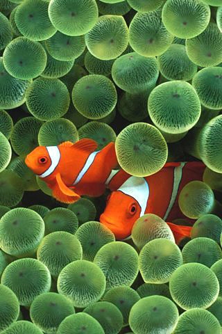 apple-iphone-clown-fish.jpg