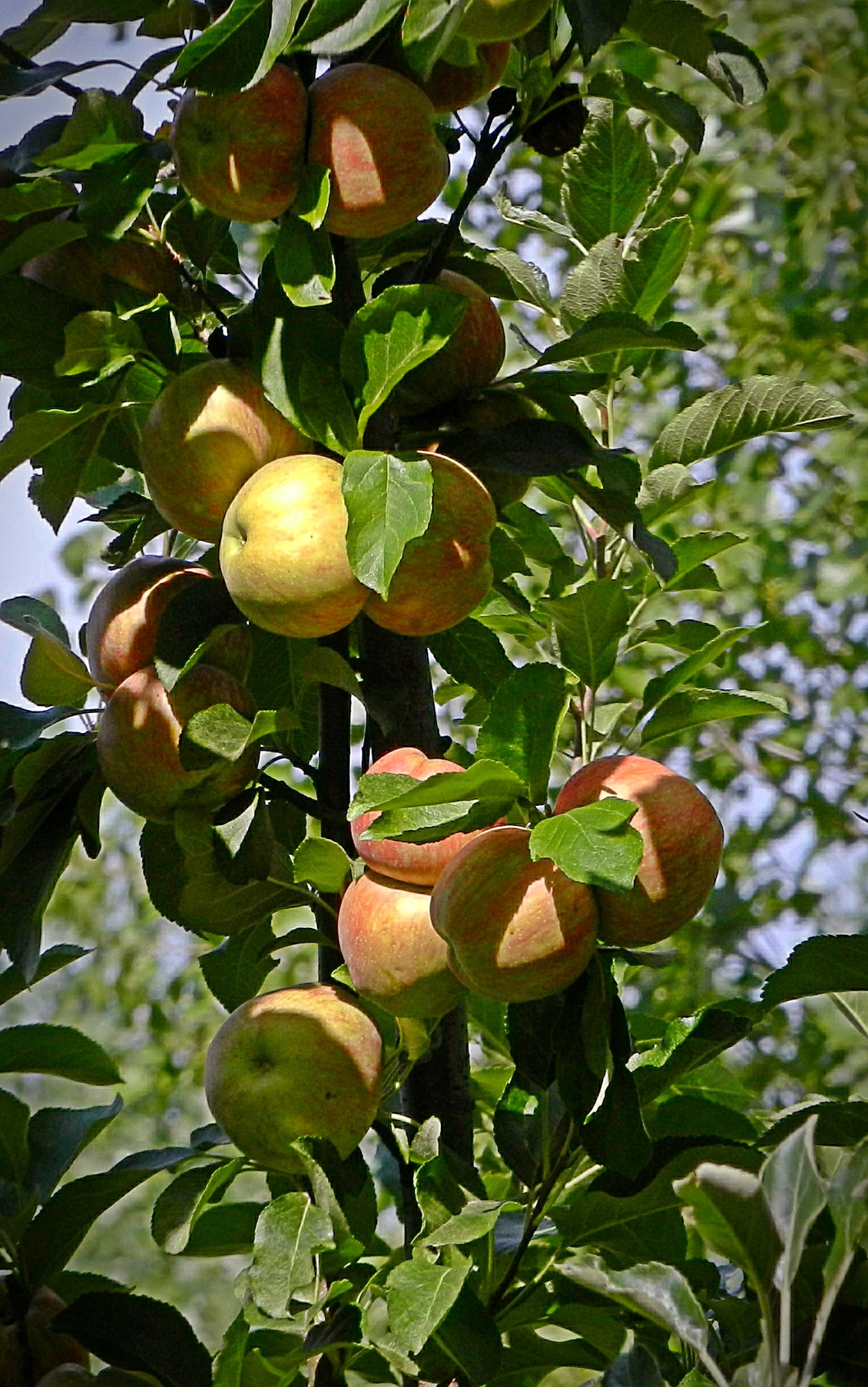 apples on tree crop x3.jpg