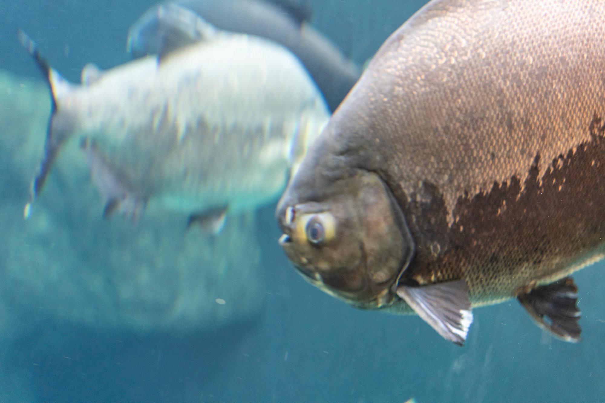 Aquatix - 2500px-31.jpg