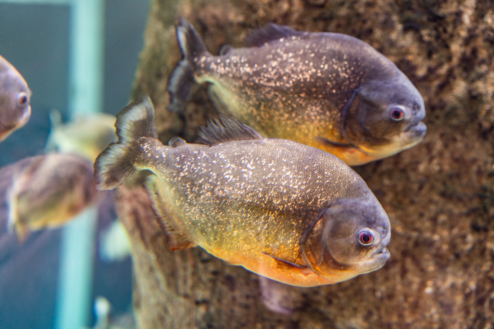 Aquatix - 2500px-33.jpg