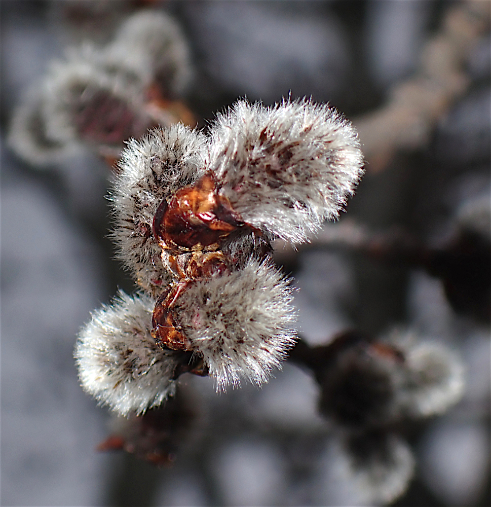 AspenCottonBuds2.jpg