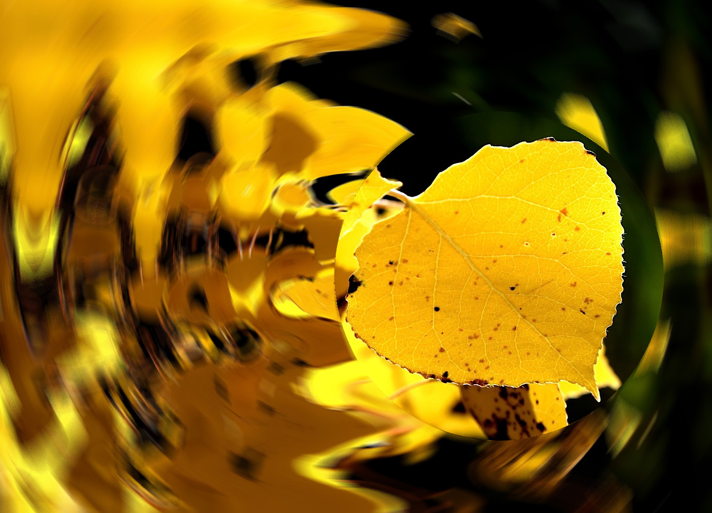 AspenLeaves_n866c.jpg