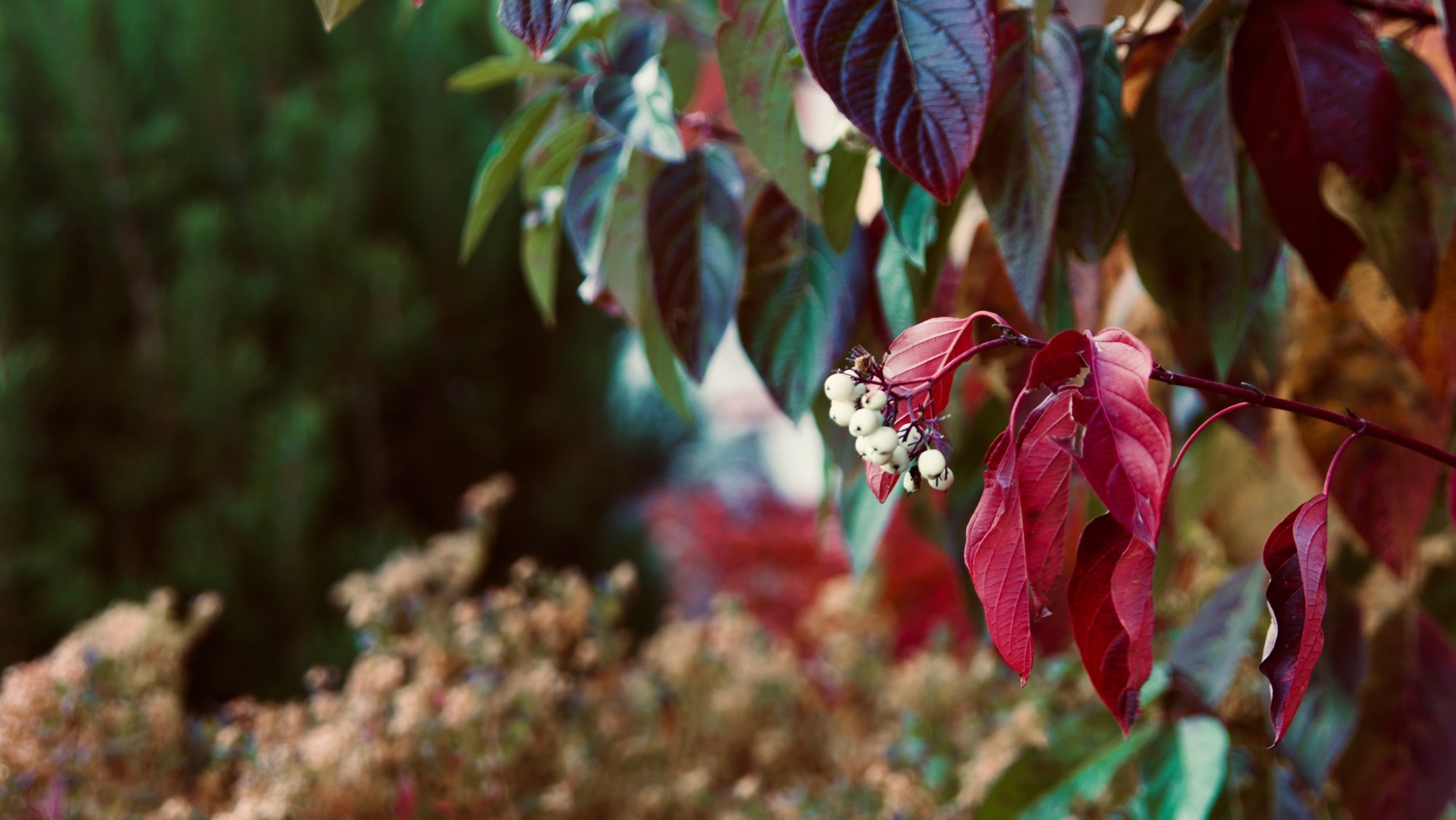 autumnberries - 1.jpeg