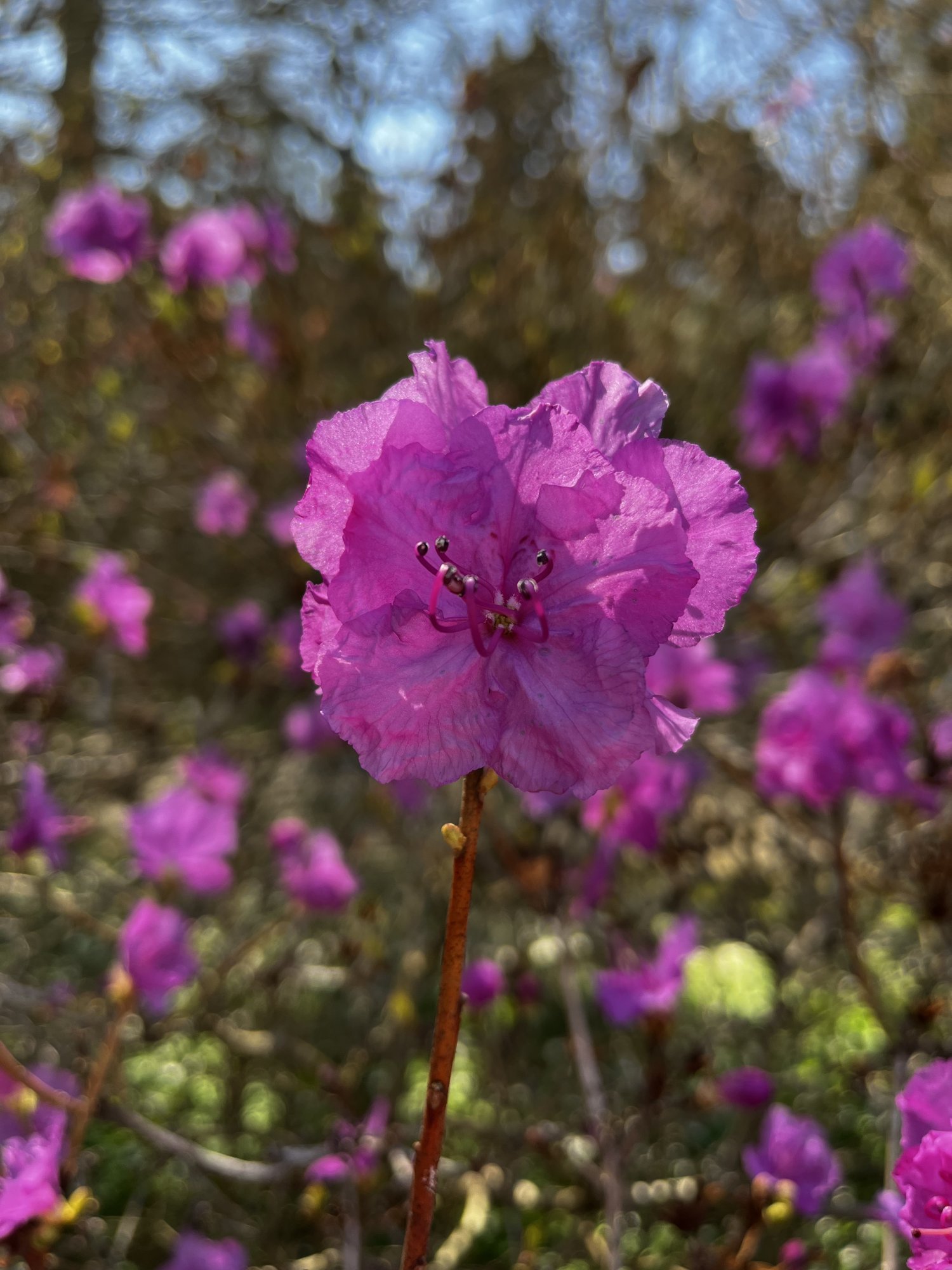 Azalea.jpeg