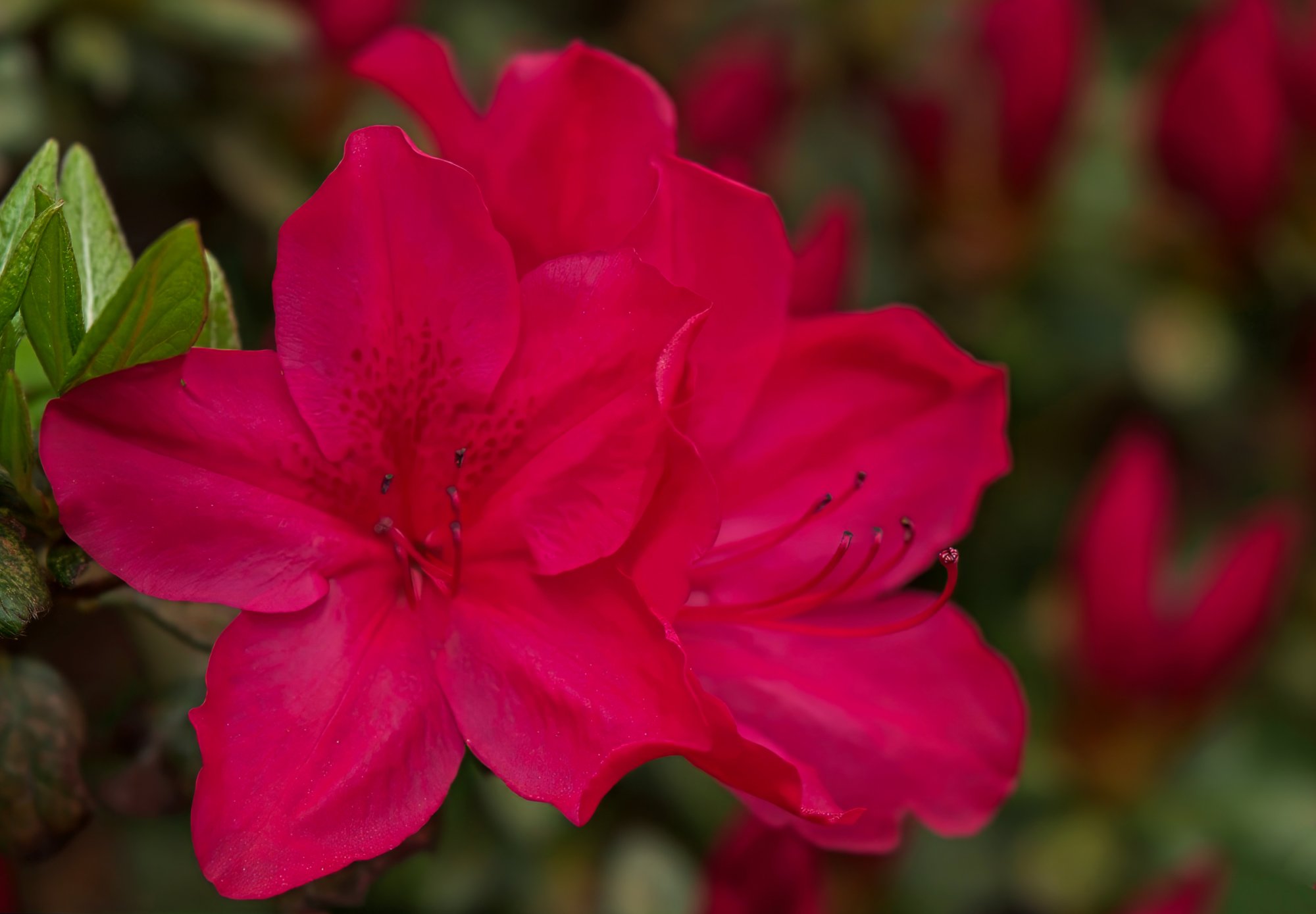 Azaleas in Dazzling Hot Pink.jpeg