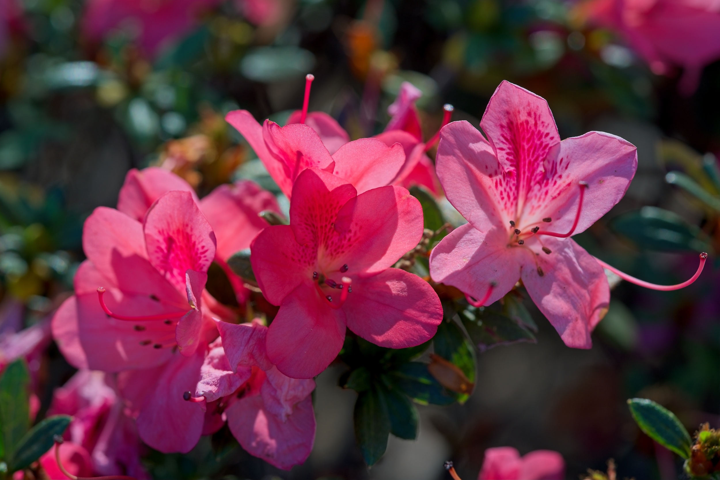 Azelia 1 2500px.jpg