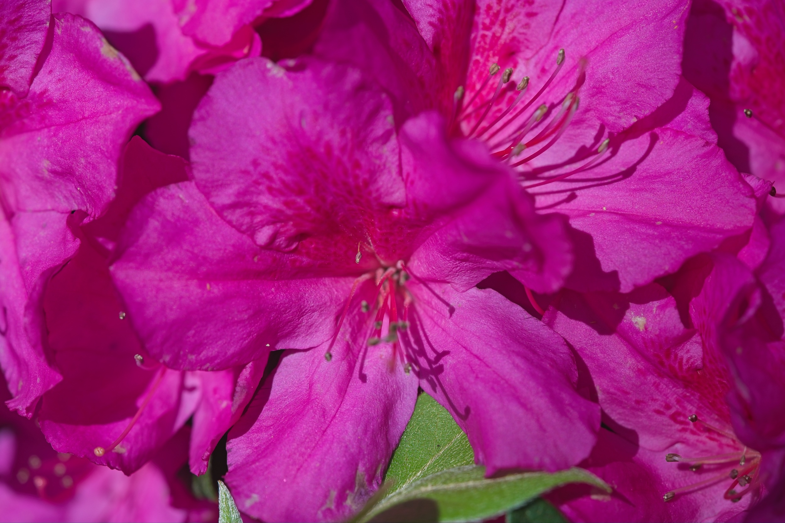 Azelia 2 2500px.jpg