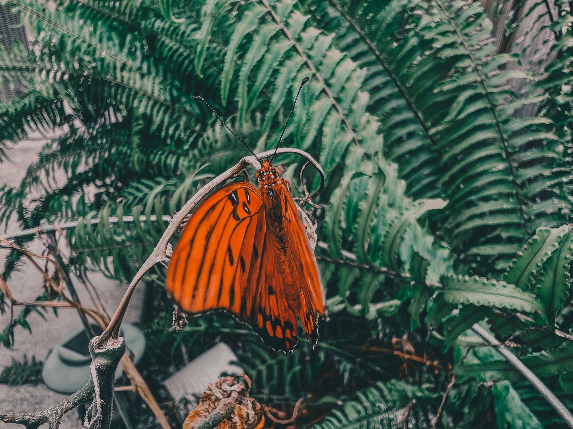 B7864F24-2369-46DF-8C07-D6F9355EA01D.jpeg