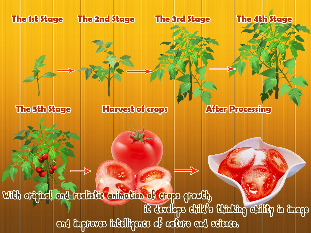 Baby Plants Vegetables.jpg