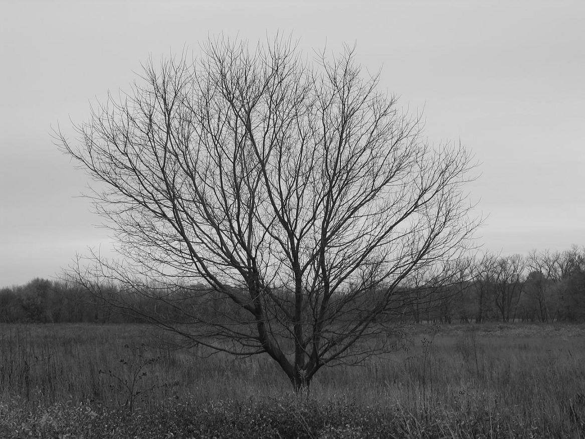 backgrounbwtree.JPG