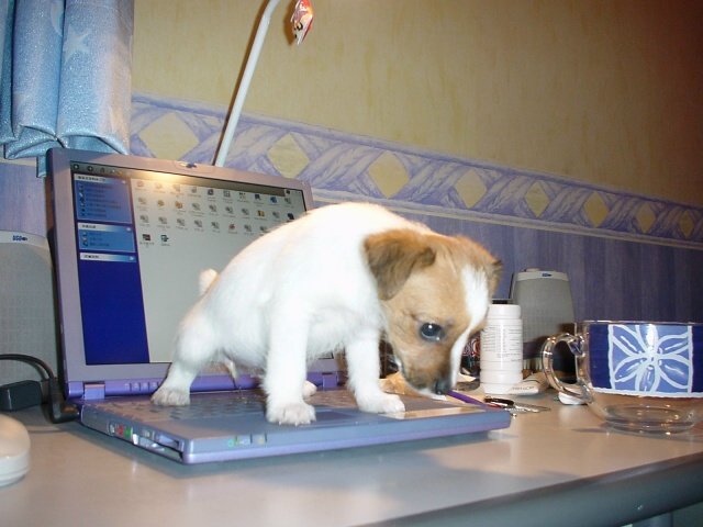 Bad Dog.jpg