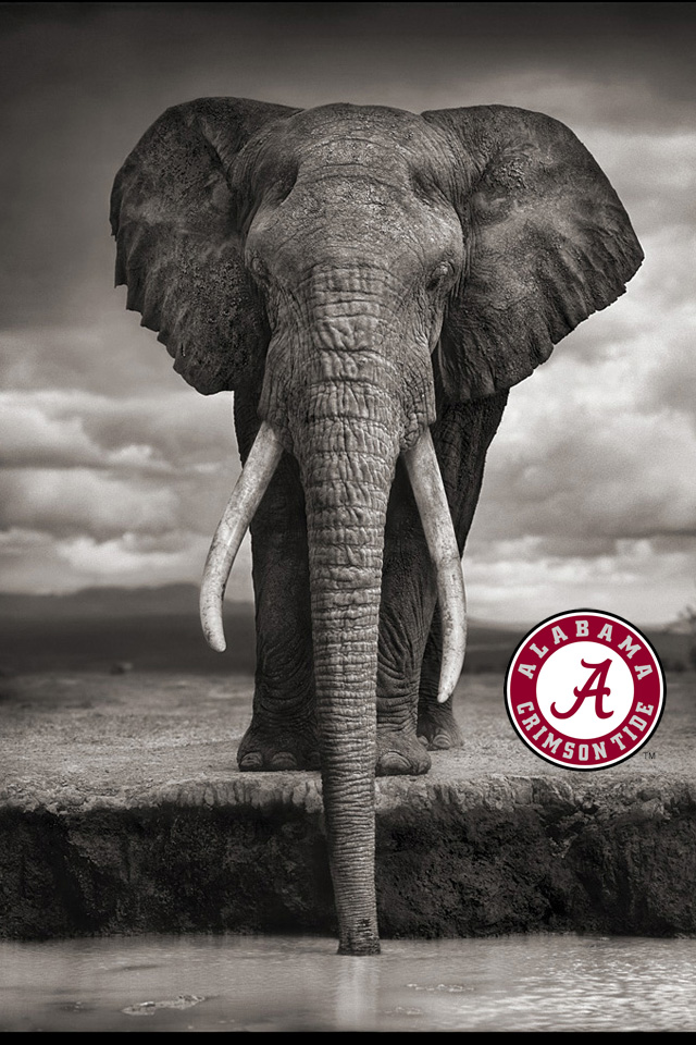 BamaElephant.jpg