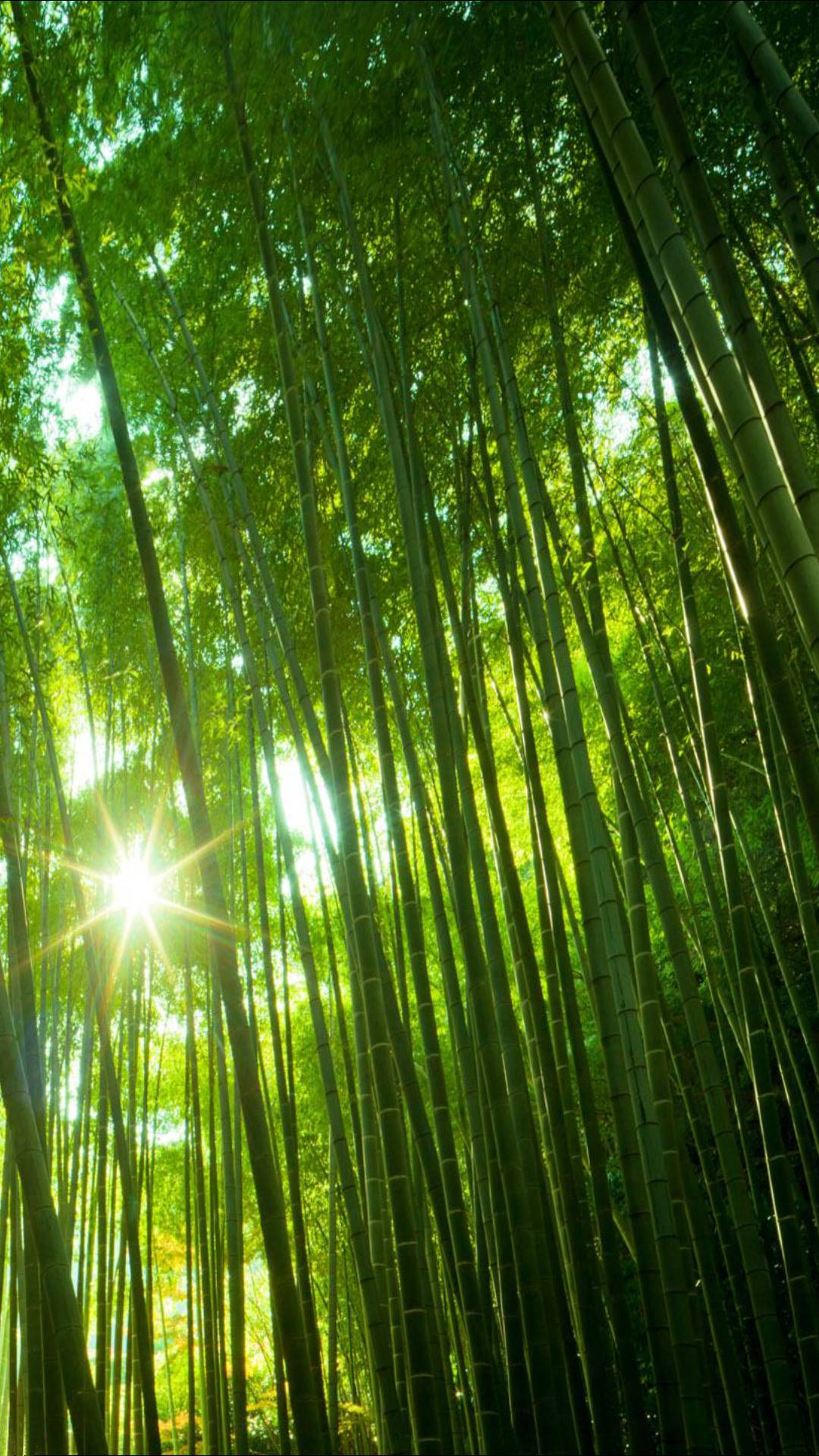 Bamboo 03.png