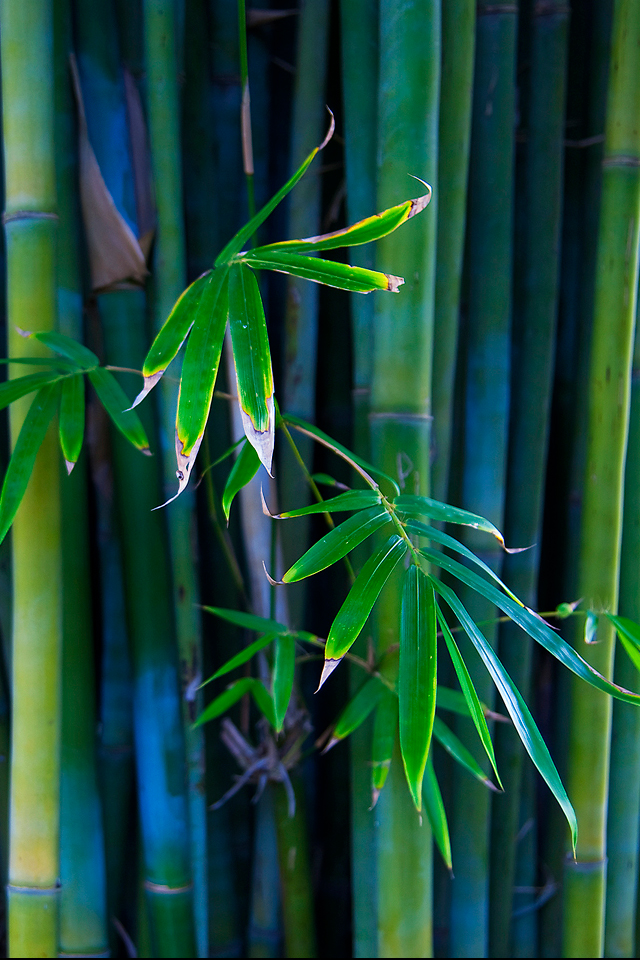 Bamboo.jpg