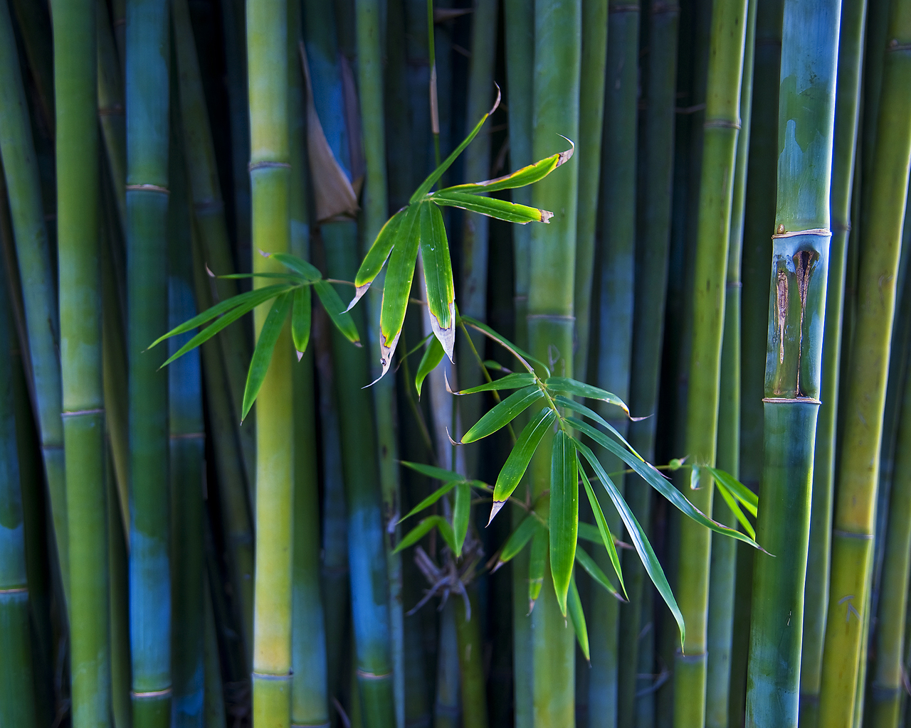 Bamboo.jpg