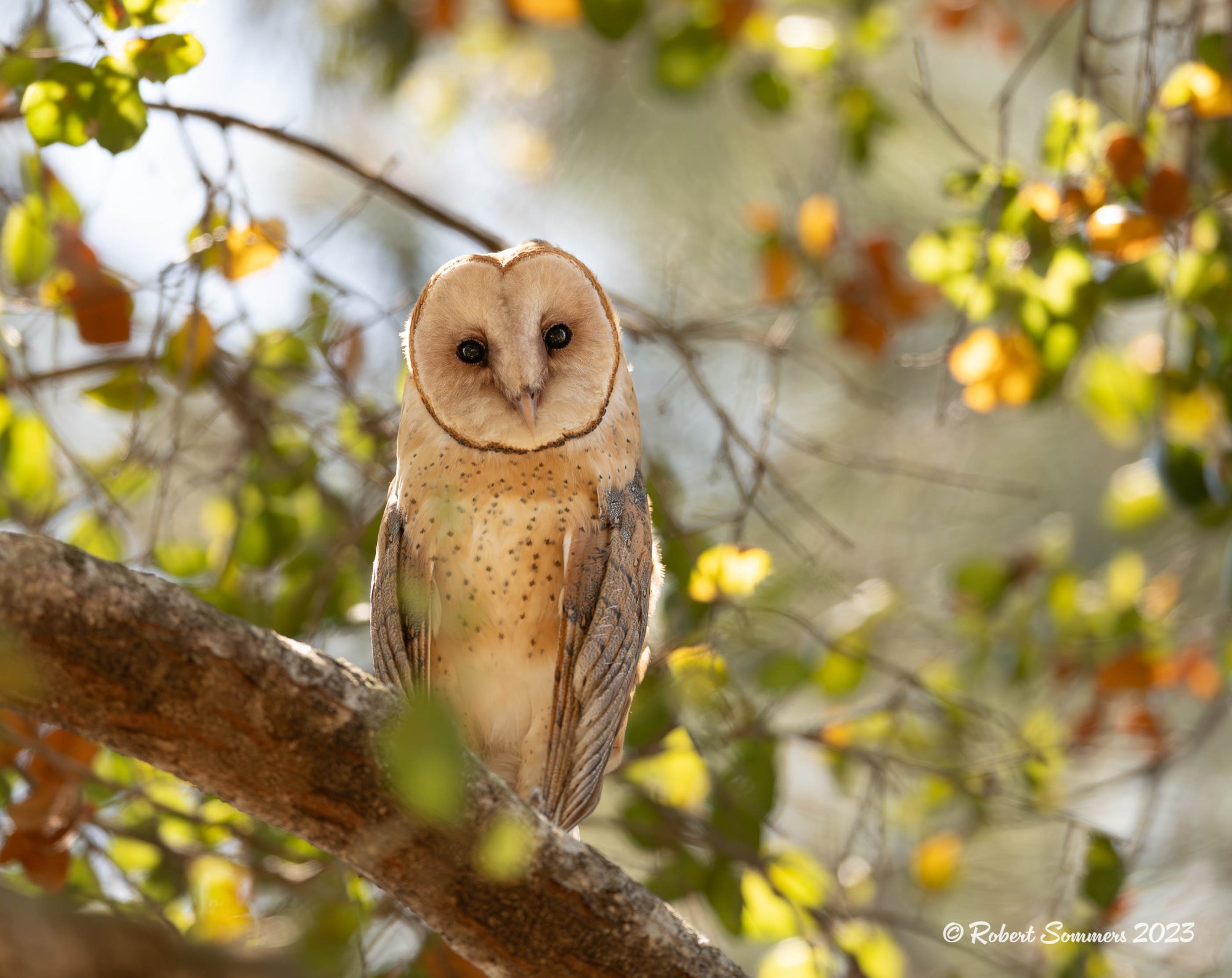 Barn owl, Rainbow