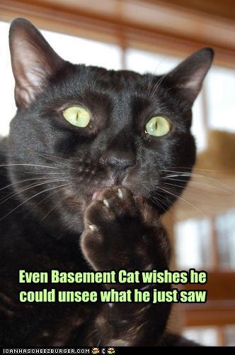 basement cat.jpg