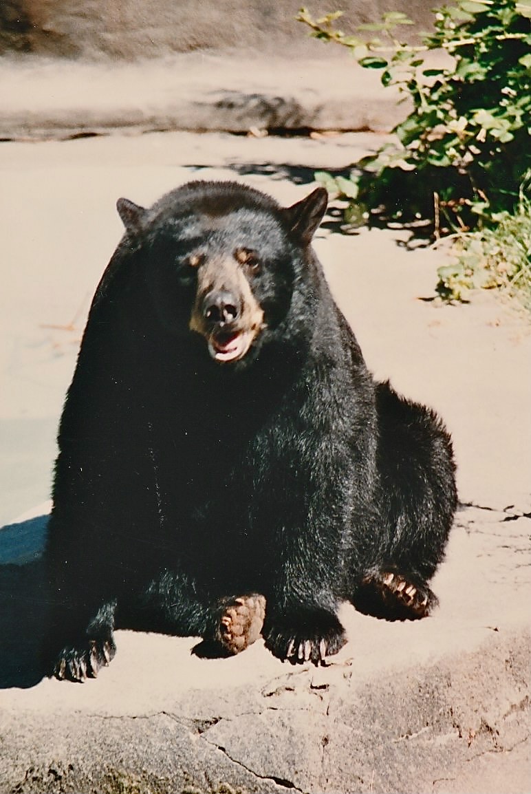 bear - 1.jpeg