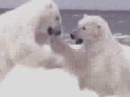 bears-gone-wild.png