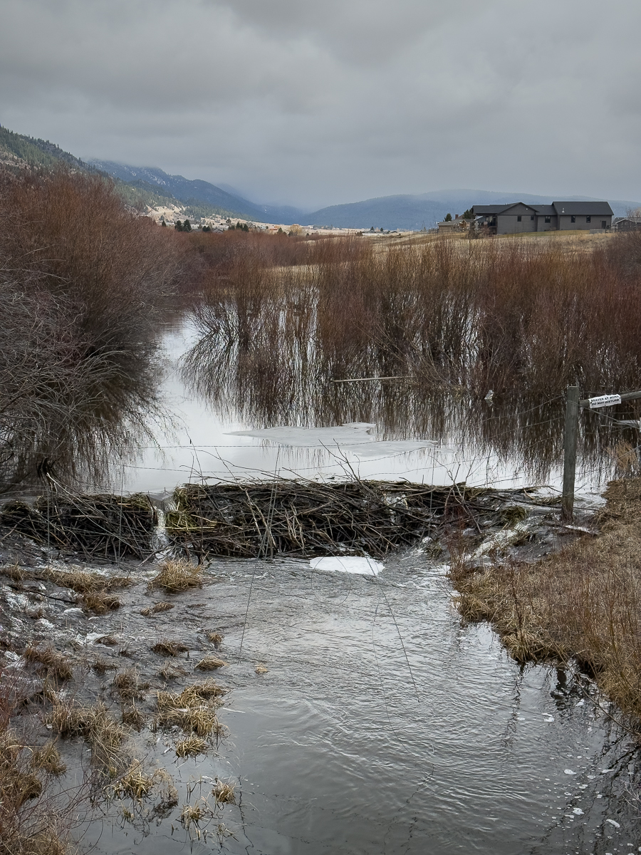 Beaver Dam_001_2025_03_29_3252.jpg