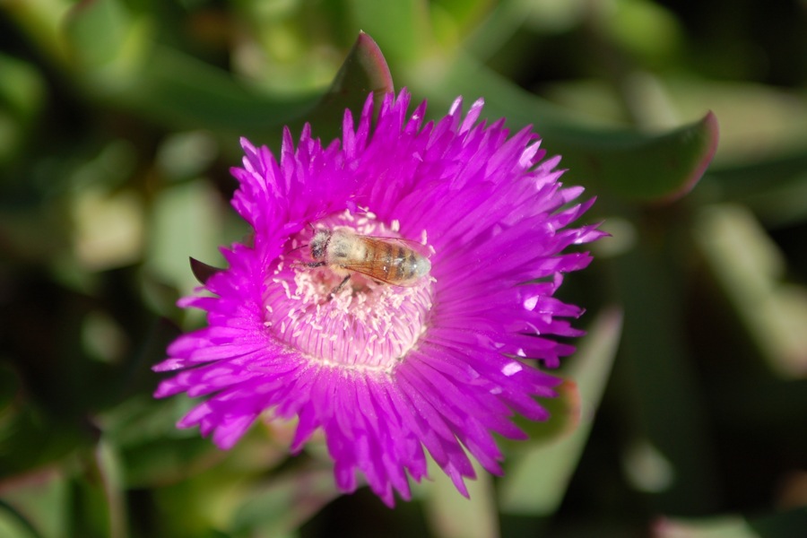 Bee.JPG