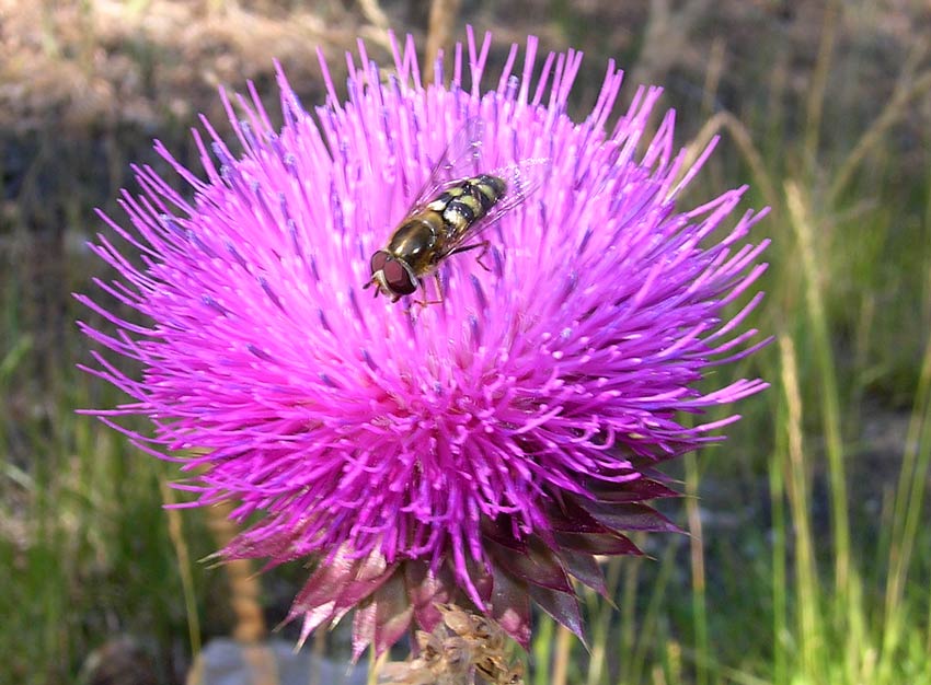 Bee-on-thistle.jpg