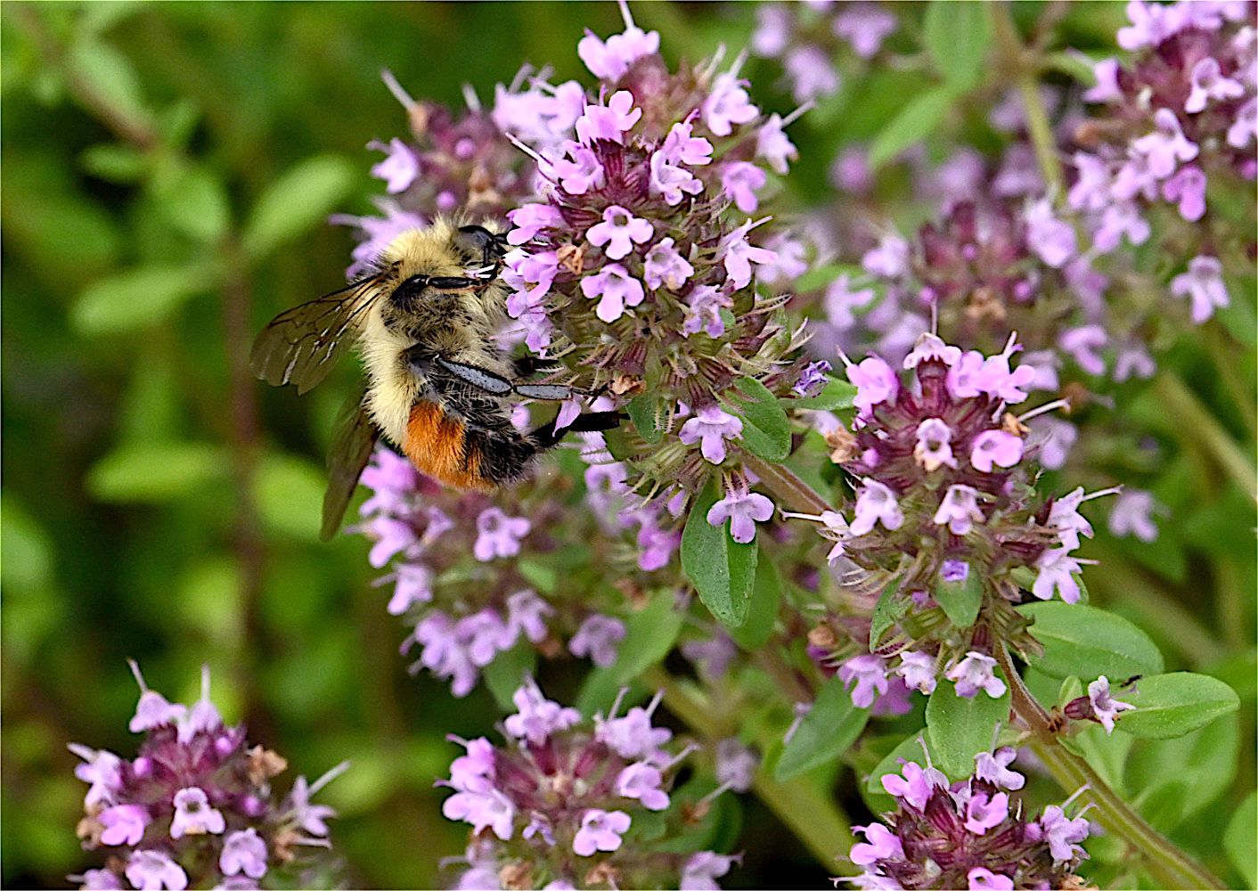 Bee_N0753A.jpg