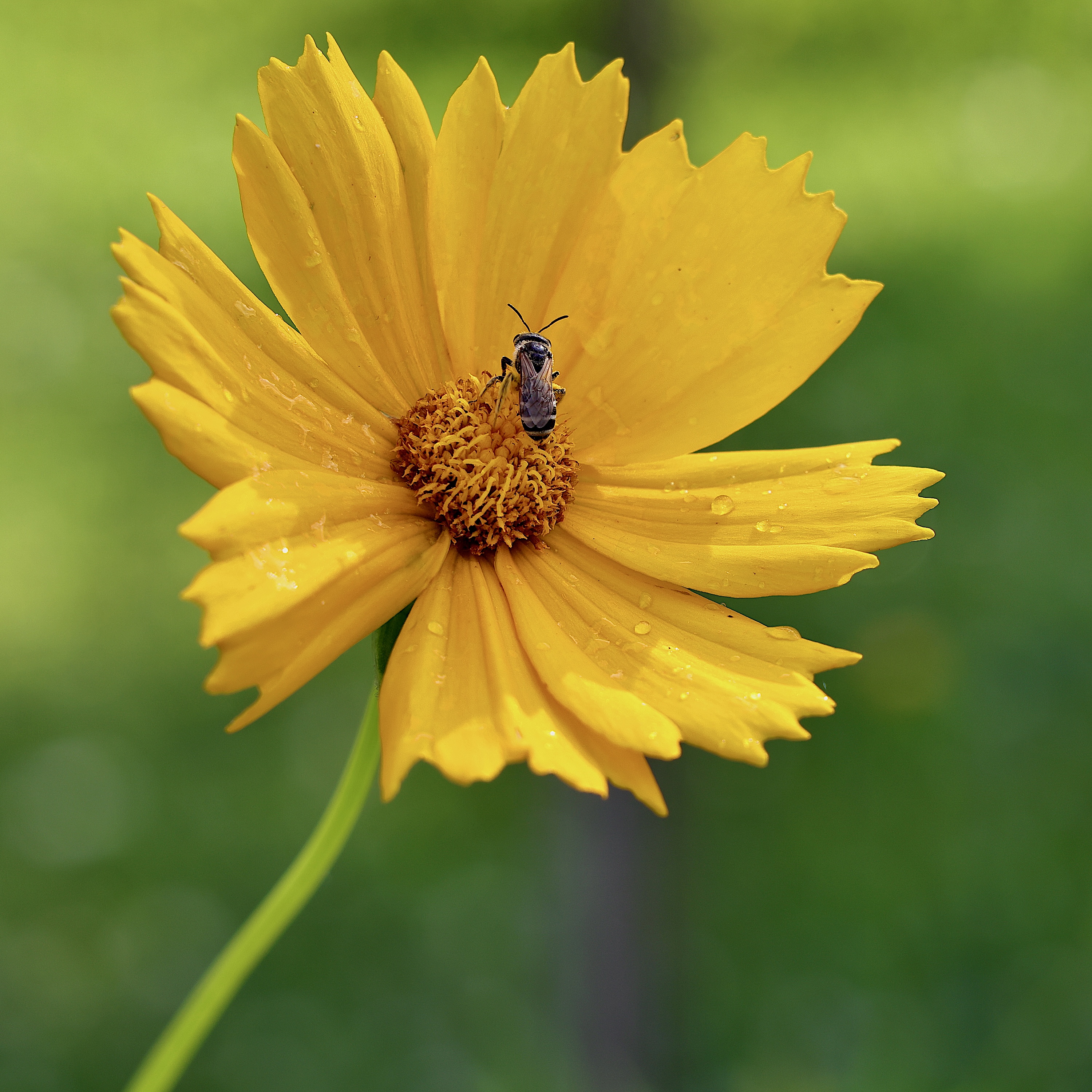 BEEaCoreopsis.jpeg