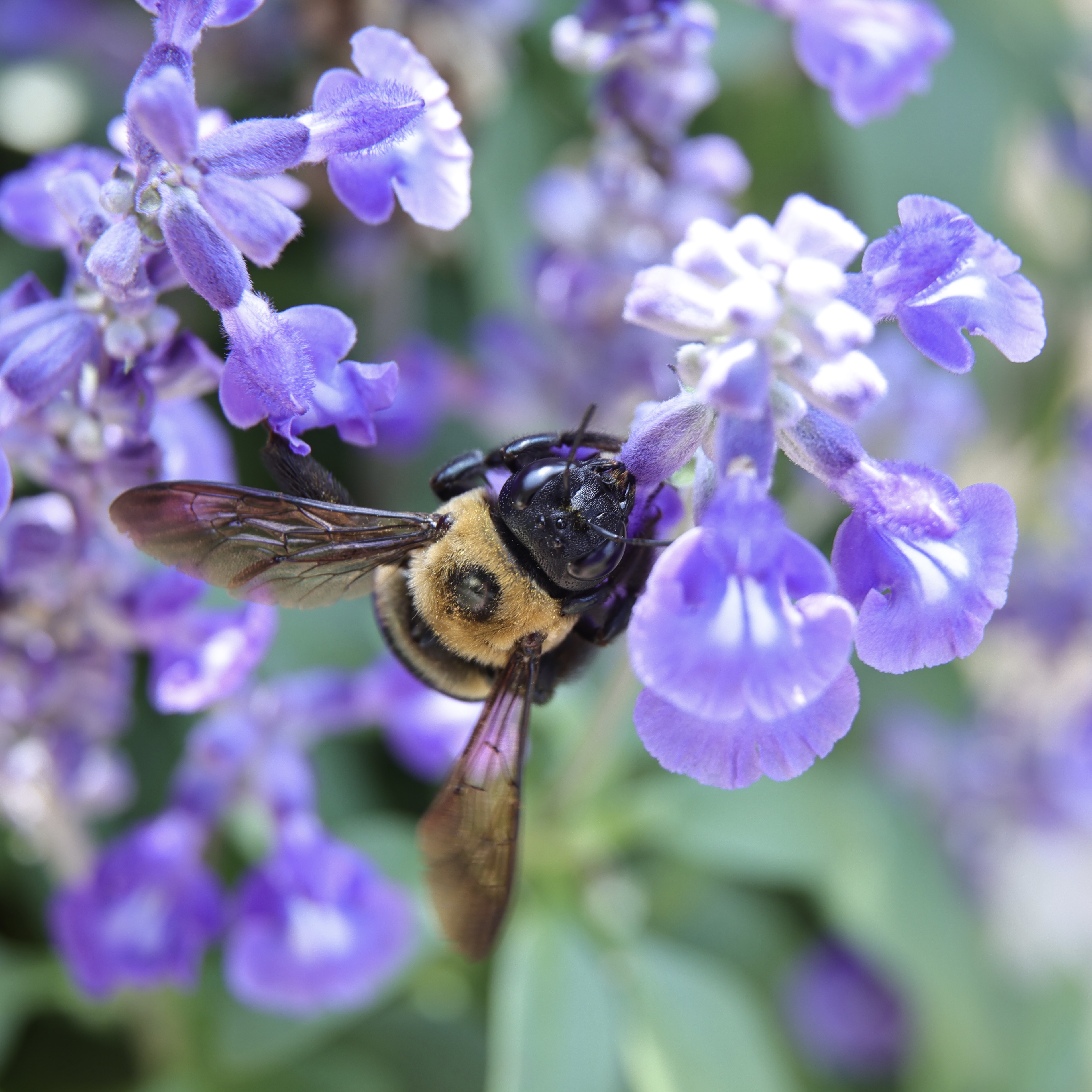 BeeSalvia.JPG
