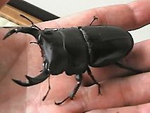 Beetle - Stag.jpg