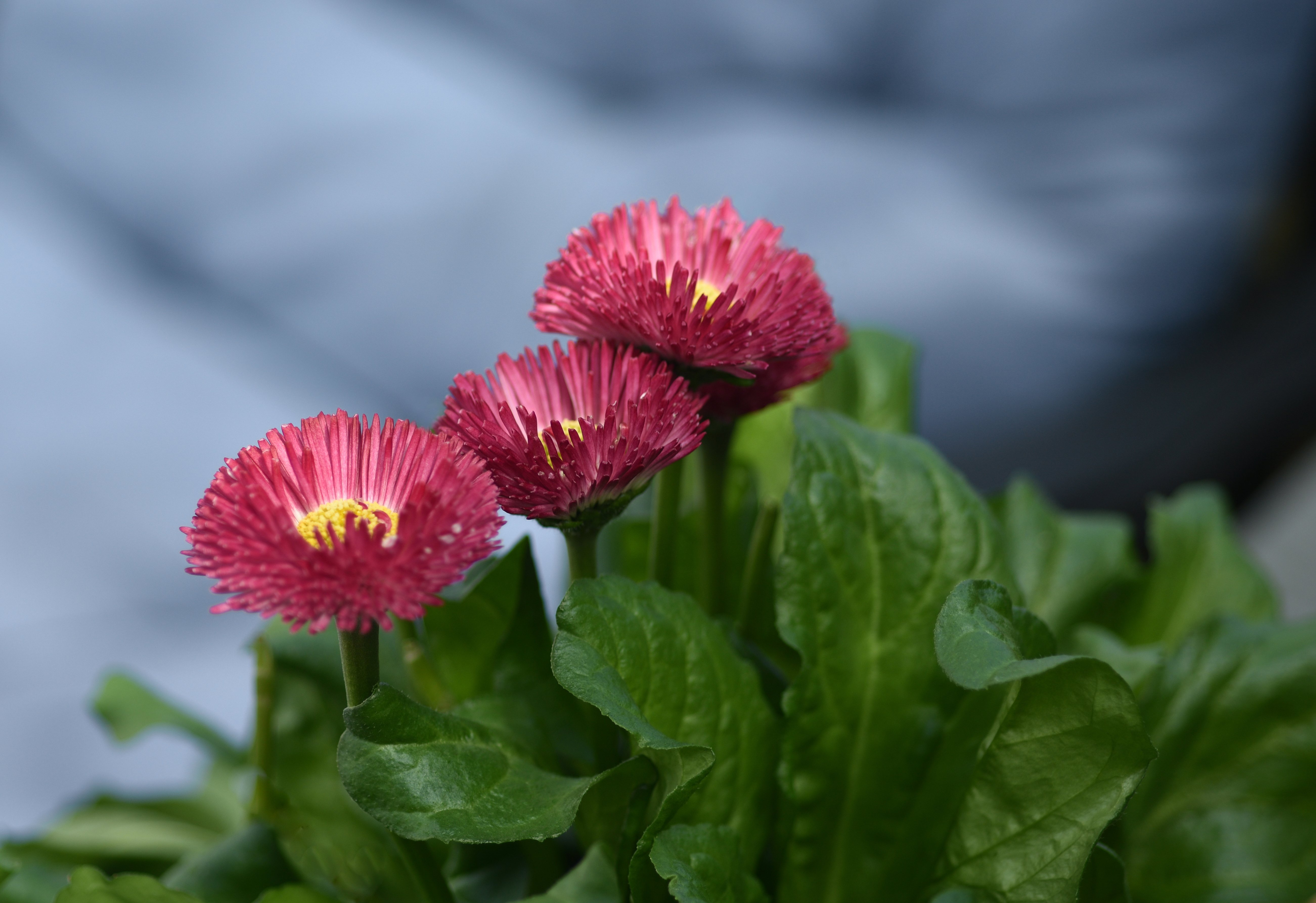 Bellis.JPG