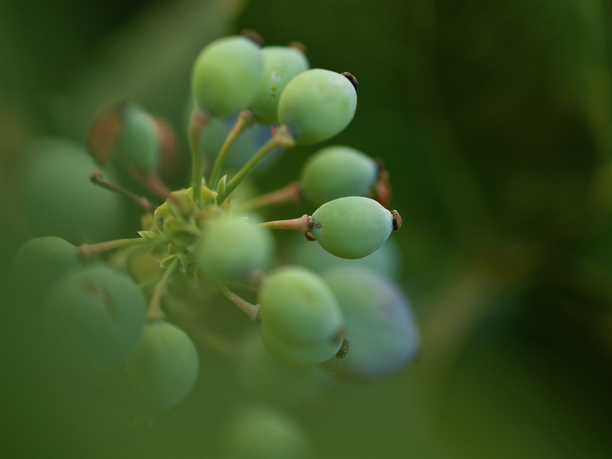 berries - 1.jpeg
