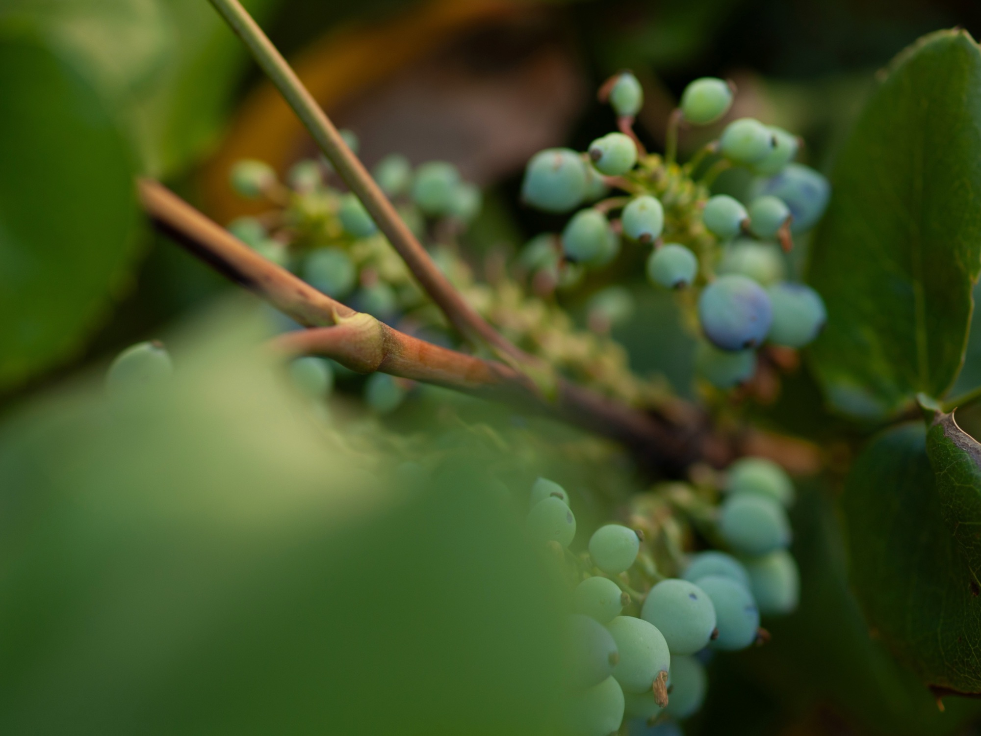 berries2 - 1.jpeg