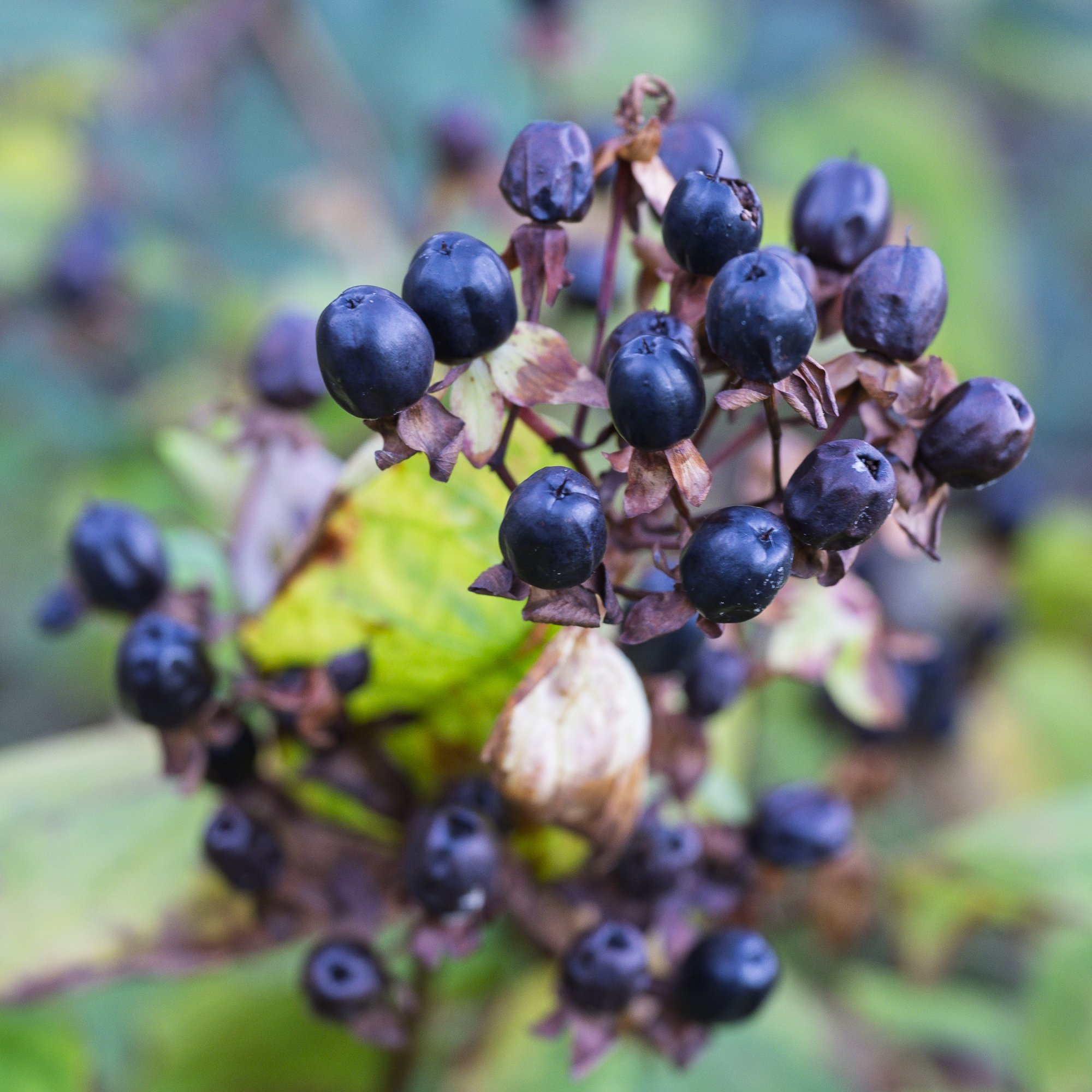 Berries20251119.jpg