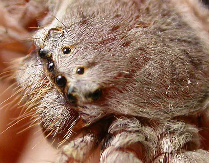 BigSpider.jpg