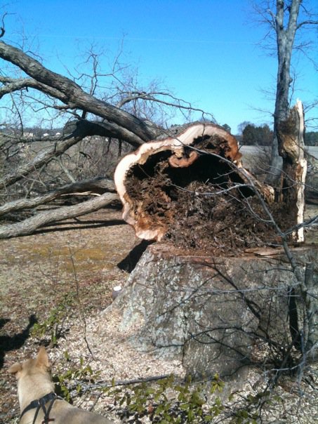 bigtree.jpg