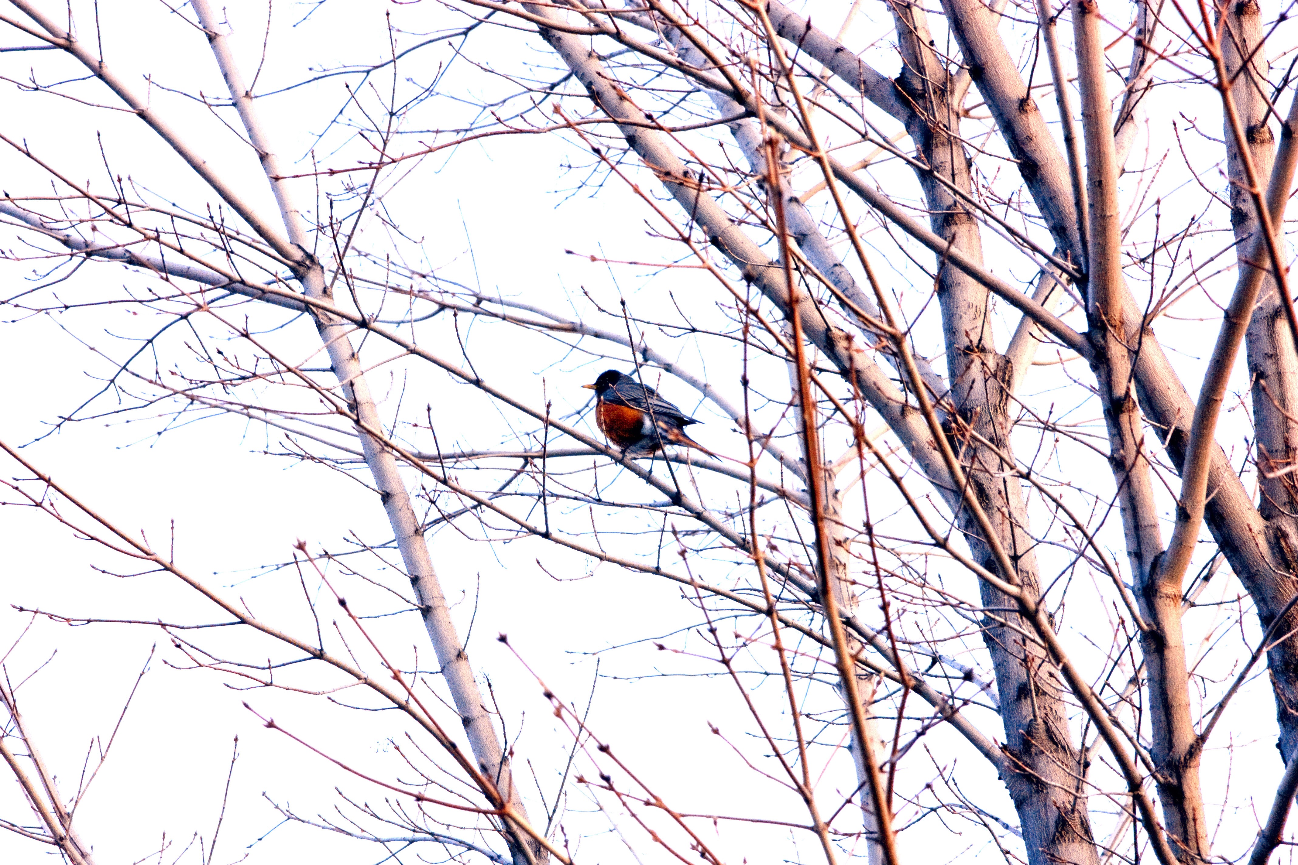 bird - 1.jpeg