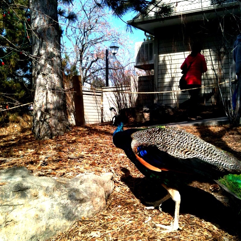 bird.JPG