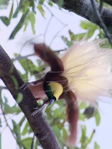 bird.JPG