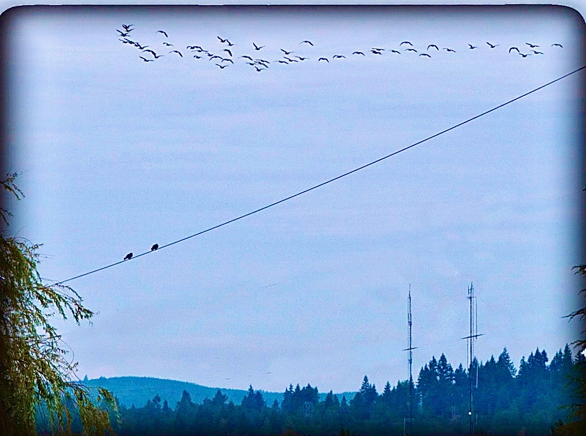 birds - 1.jpeg