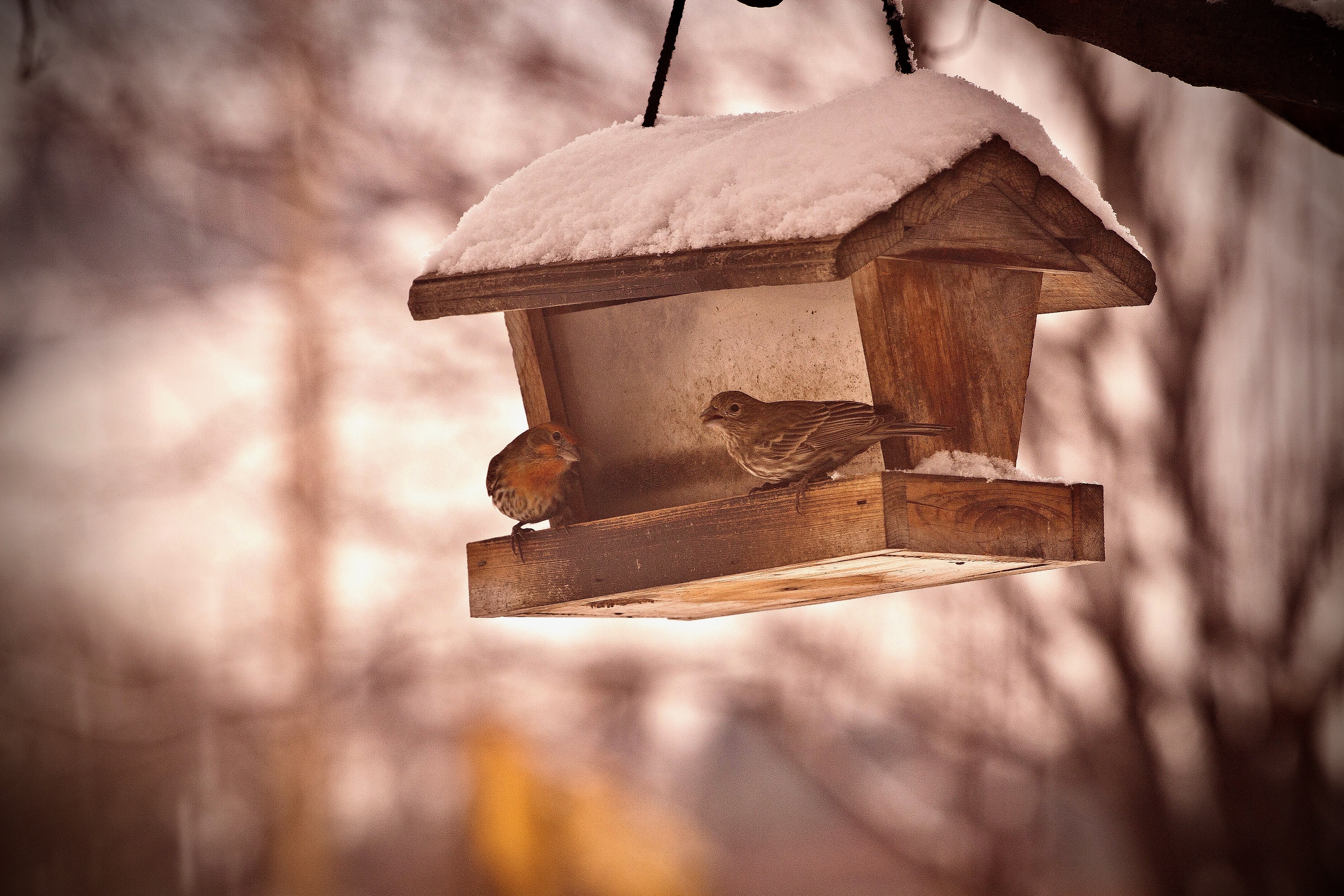 birds - 1.jpeg