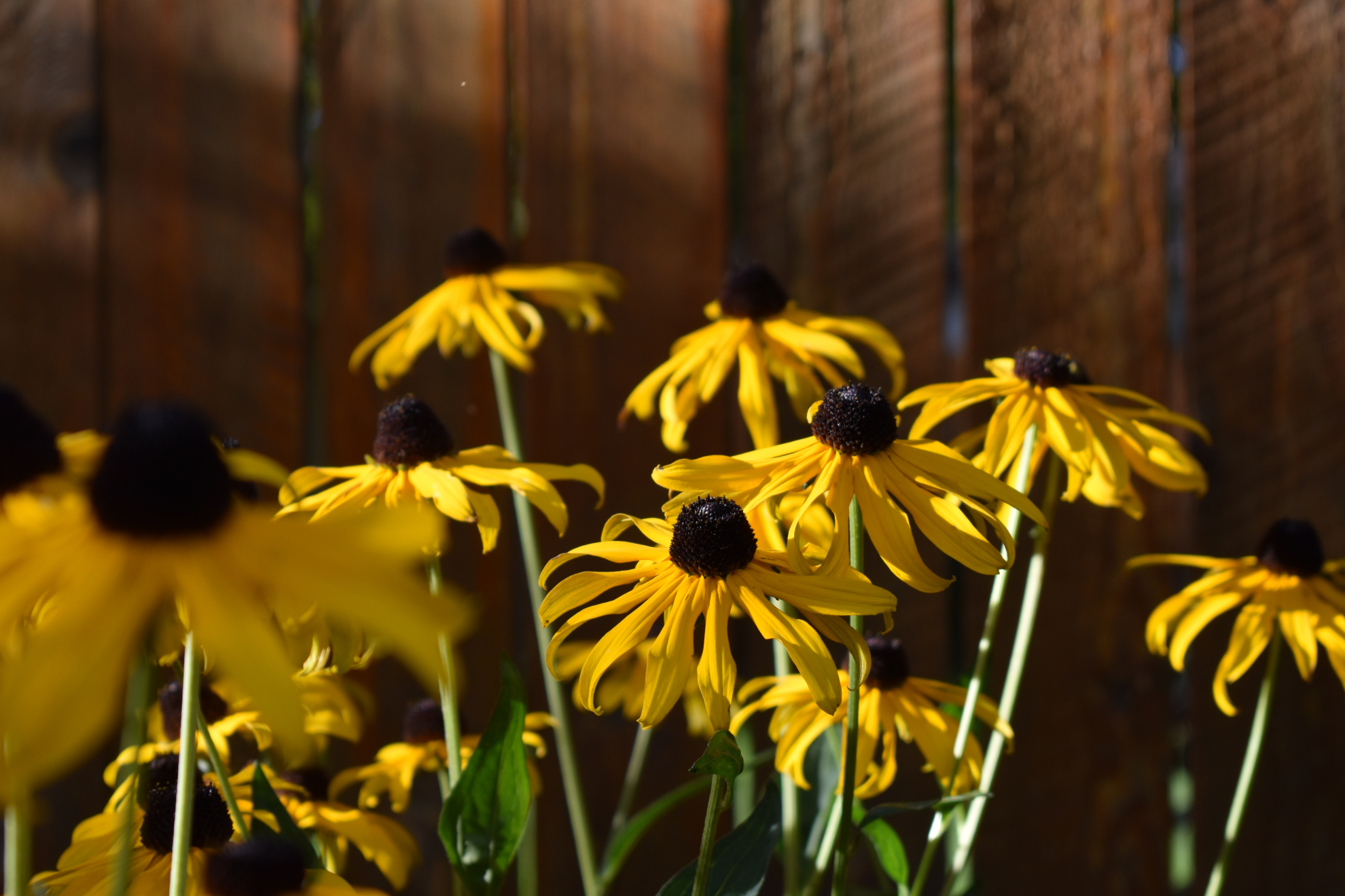 black_eyed_susans.jpeg