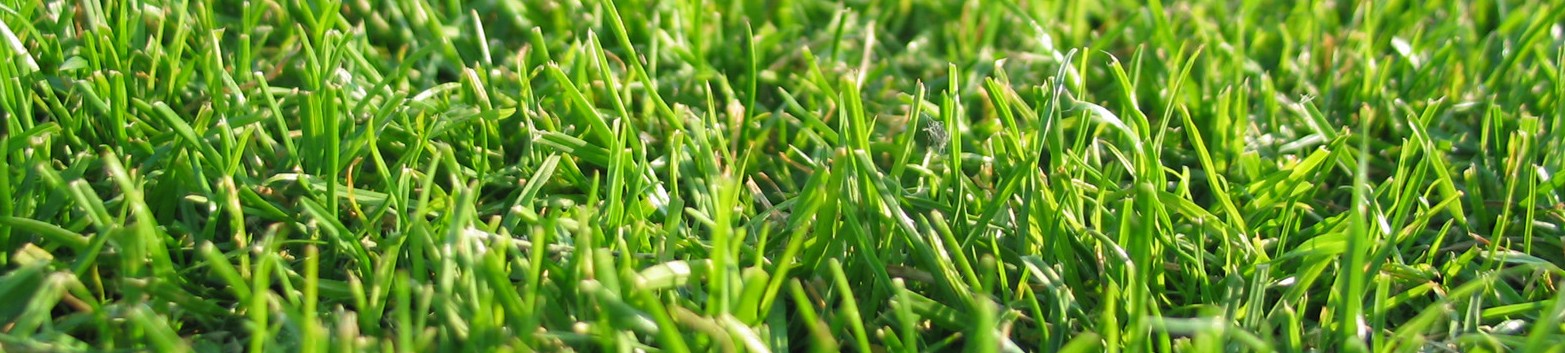 blogbannergrass.jpg