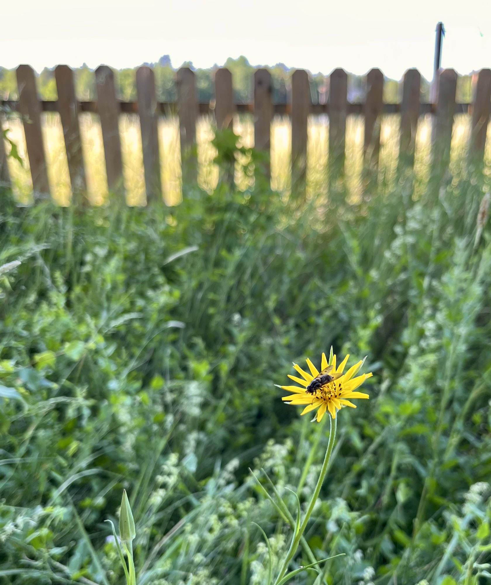 Blomfluga.jpeg