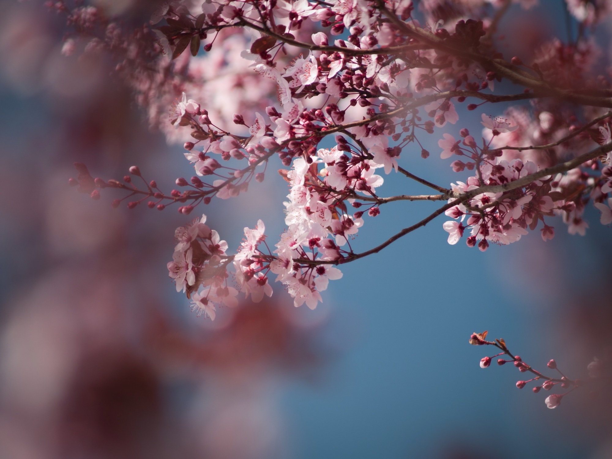 blossom - 1.jpeg