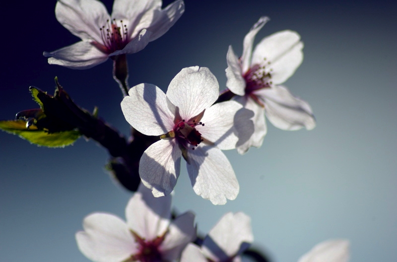 blossom.jpg