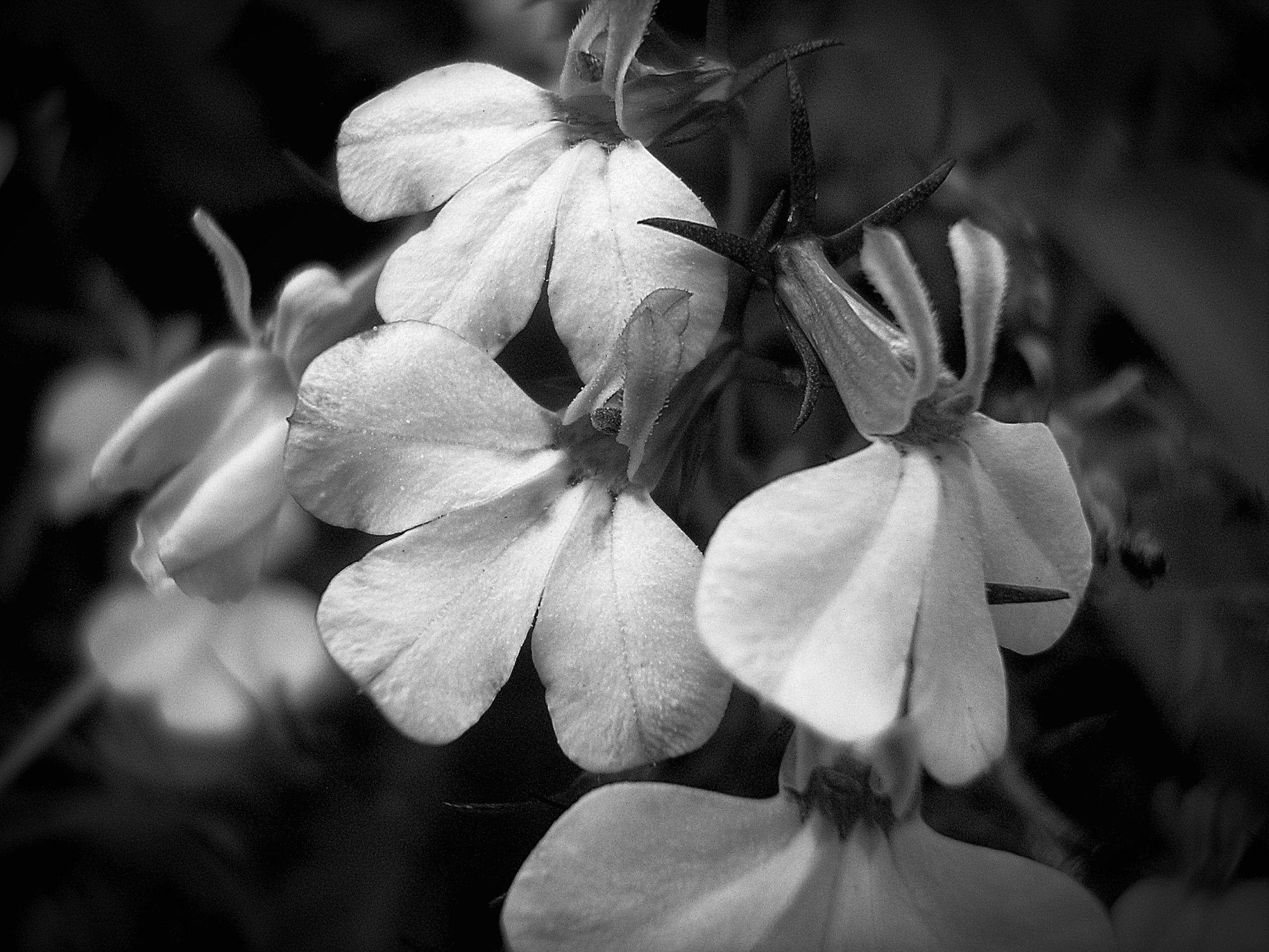 Blue fairy fl 6 xbwv.jpg